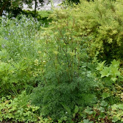 Cenolophium denudatum
