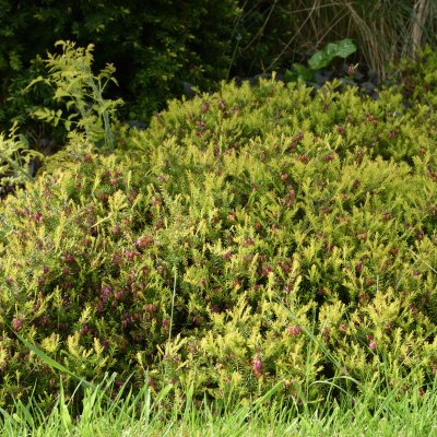Erica carnea Foxhollow