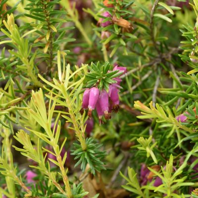 Erica carnea Foxhollow