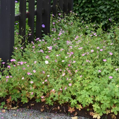 Geranium endressii