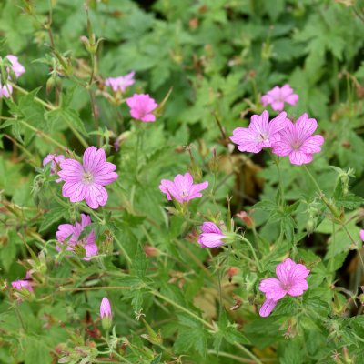 Geranium endressii