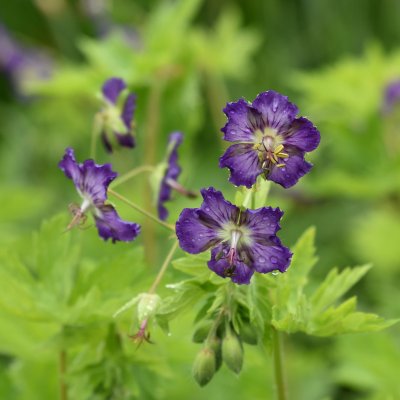 Geranium phaeum Lily Lovell