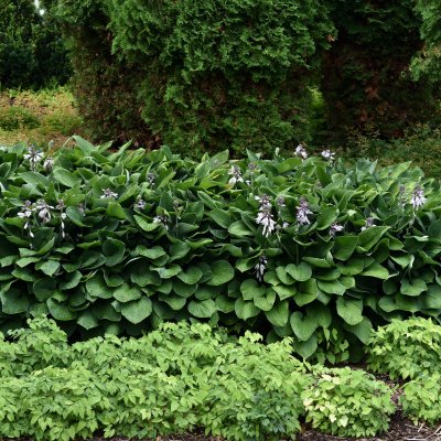 Hosta sieboldiana