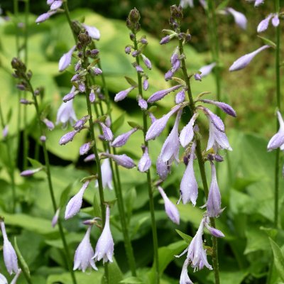 Hosta ventricosa