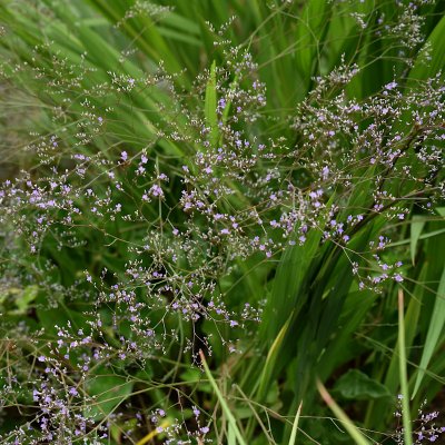 Limonium platyphyllum