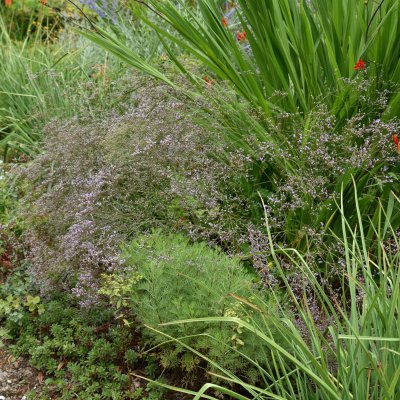 Limonium platyphyllum