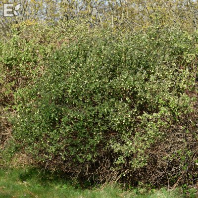 Lonicera caerulea Falun E