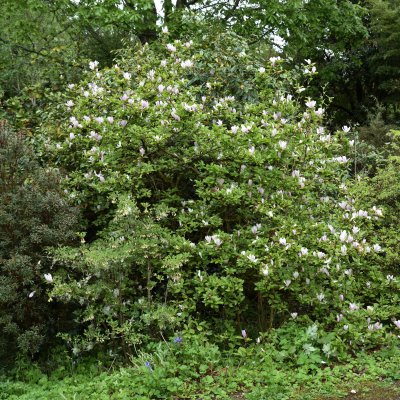 Magnolia liliiflora George Henry Kern