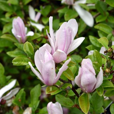 Magnolia liliflora George Henry Kern
