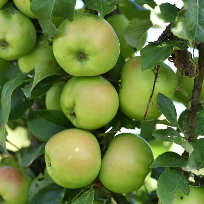 Malus domestica Greencats