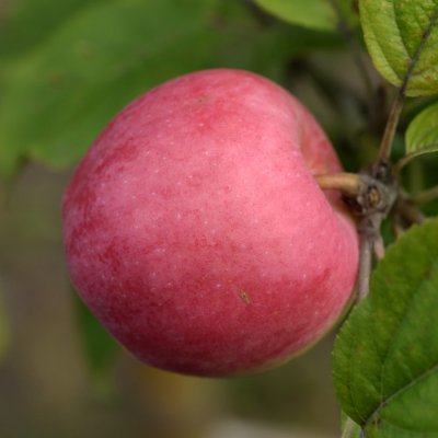 Malus domestica Röd Ananas