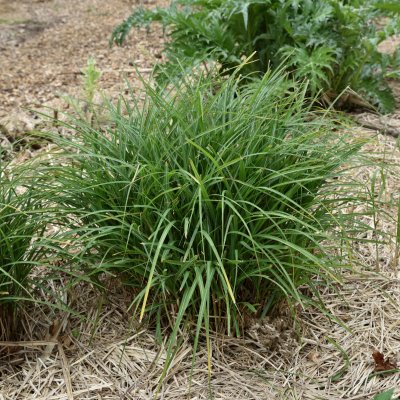 Miscanthus sinensis Yakushima Dwarf