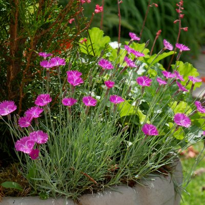 Dianthus gratianopolitanus Feuerhexe (Firewitch)