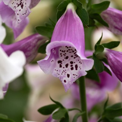 Digitalis purpurea Foxy