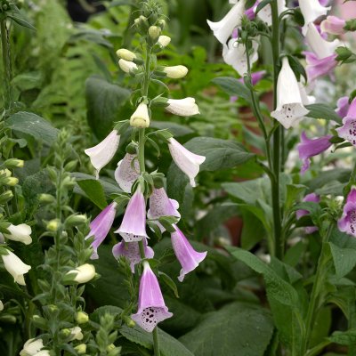 Digitalis purpurea Foxy