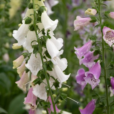 Digitalis purpurea Foxy
