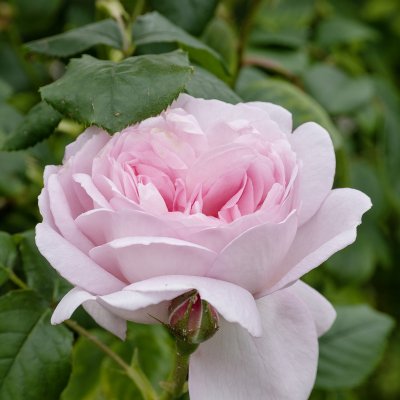 Rosa austin Scepter´d Isle ™