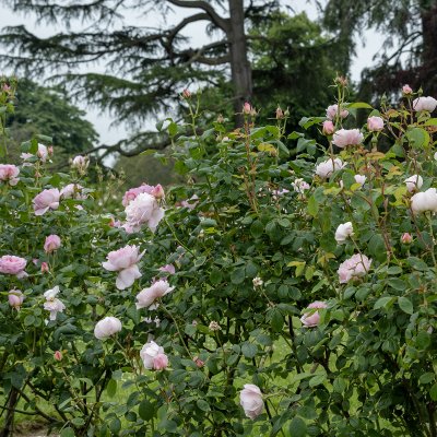 Rosa austin Scepter´d Isle ™