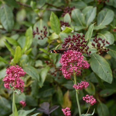 Centranthus ruber