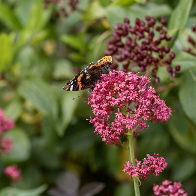 Centranthus ruber