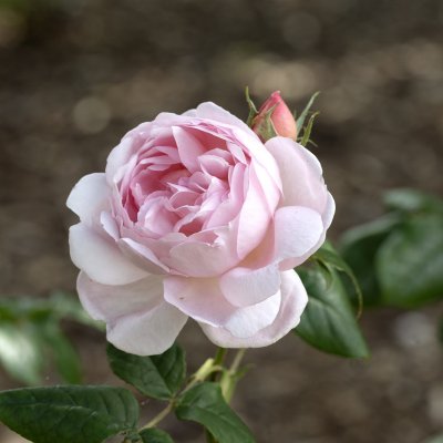 Rosa austin Scepter´d Isle ™