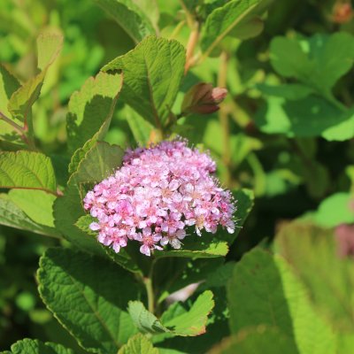 Spiraea betulifolia Pink Sparkler, Björkspirea
