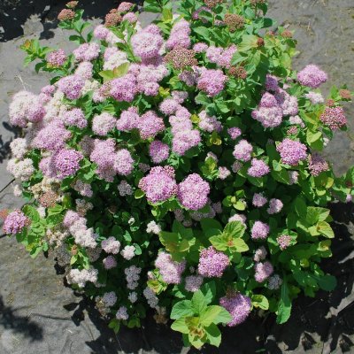 Spiraea betulifolia Pink Sparkler, Björkspirea, busk co