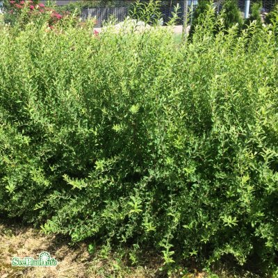 Spiraea x cinerea Compacta, Låg Brudspirea, busk co