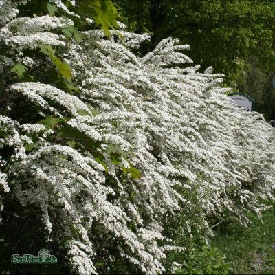 Spiraea cinerea Grefsheim, Norsk-Brudspirea 10-pack, 40-60 C10