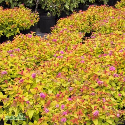 Spiraea japonica Magic Carpet (Walburma), Dvärgpraktspirea, C3,5