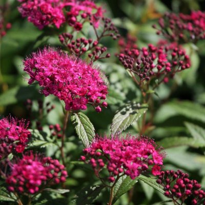 Spiraea japonica Anthony Waterer, Rosenspirea, 30-40 C3