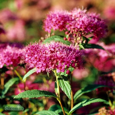 Spiraea japonica Anthony Waterer, Rosenspirea, 30-40 C3