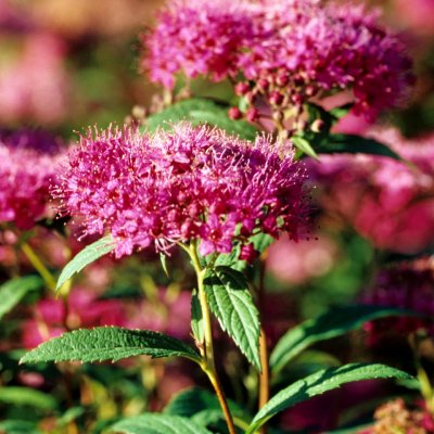Spiraea japonica Anthony Waterer, Rosenspirea 10-pack, 20-30 barrot