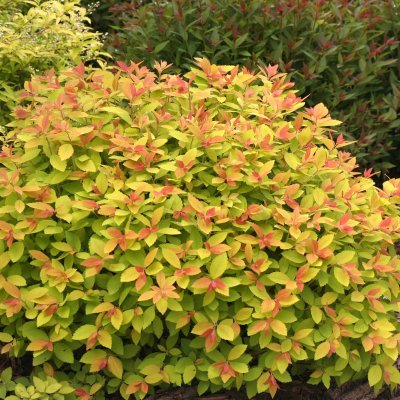 Spiraea japonica Double Play ® Big Bang, Praktspirea, C5