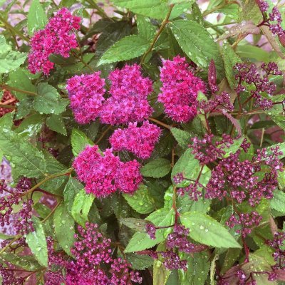 Spiraea japonica Double Play ® Red, Praktspirea, C5