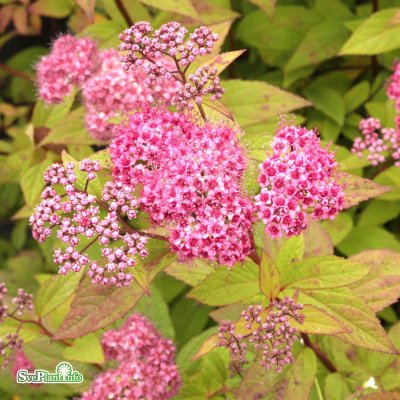 Spiraea japonica Froebelii, Rosenspirea 10-pack, 30-50 barrot