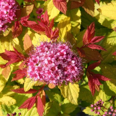 Spiraea japonica Magic Carpet (Walburma), Dvärgpraktspirea, C3,5