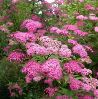 Spiraea japonica Magnum Rose ®, Rosenspirea