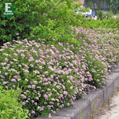 Spiraea japonica Little Princess E, Rosenspirea 10-pack, 20-30 barrot