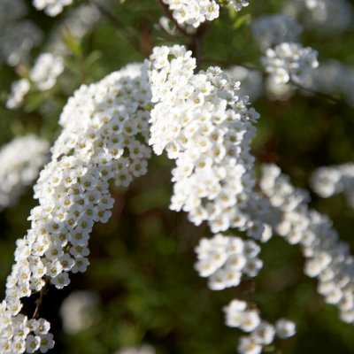 Spiraea cinerea Grefsheim, Norsk-Brudspirea 10-pack, 40-60