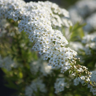Spiraea x cinerea Grefsheim E, Brudspirea/Norskspirea, busk C3,5