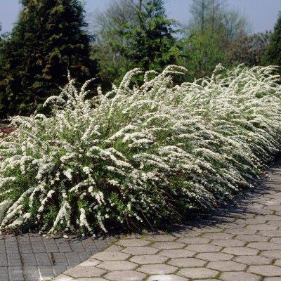 Spiraea cinerea Grefsheim, Norsk-Brudspirea 10-pack, 40-60