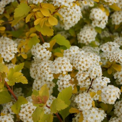 Spiraea x vanhouttei Gold Fountain, Bukettspirea, 30-40 C3