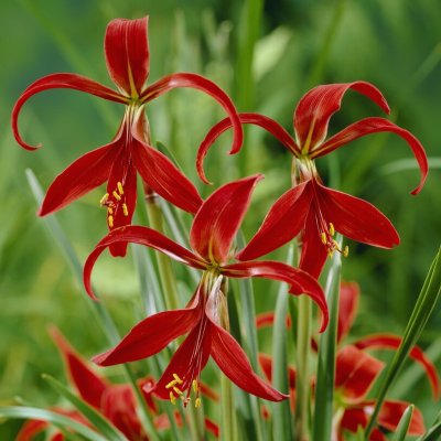 Sprekelia formosissima 1st