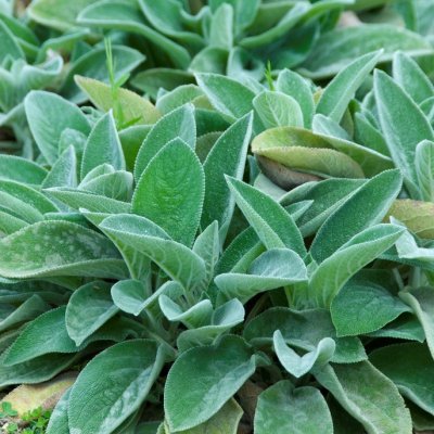 Stachys byzantina Big Ears, Lammöron