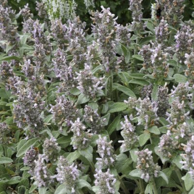 Stachys byzantina Silky Fleece, Lammöron