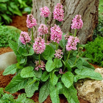 Betonica hirsuta Saharan Pink, Axbetonika, P9cm