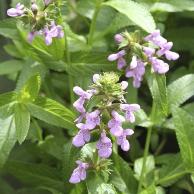 Stachys palustris