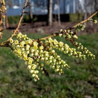 Stachyurus praecox, Pärlsvansbuske, C5