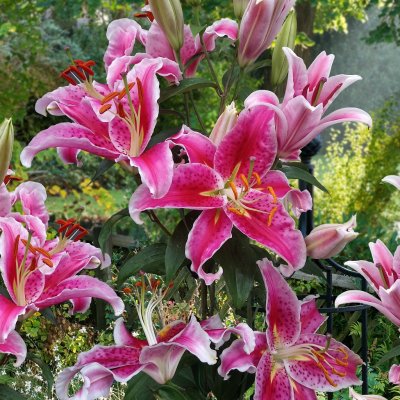 Orientalisk Lilja Star Gazer 3st